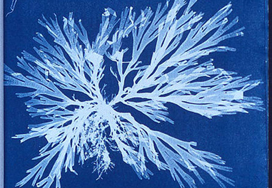 445px-Anna_Atkins_algae_cyanotype_381