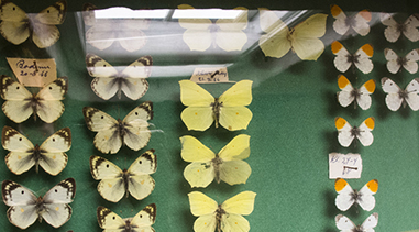 en entomologisk meddelelse