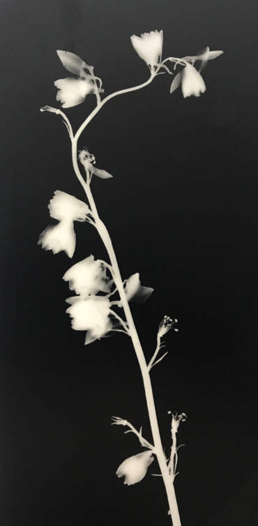 Gallery item