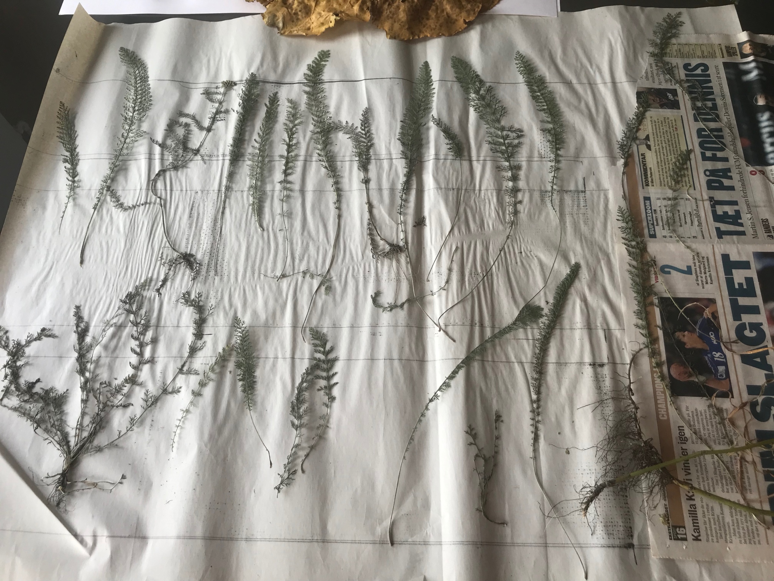 Cecilia Westerberg: Alkymistens laboratorium 2. Herbarium