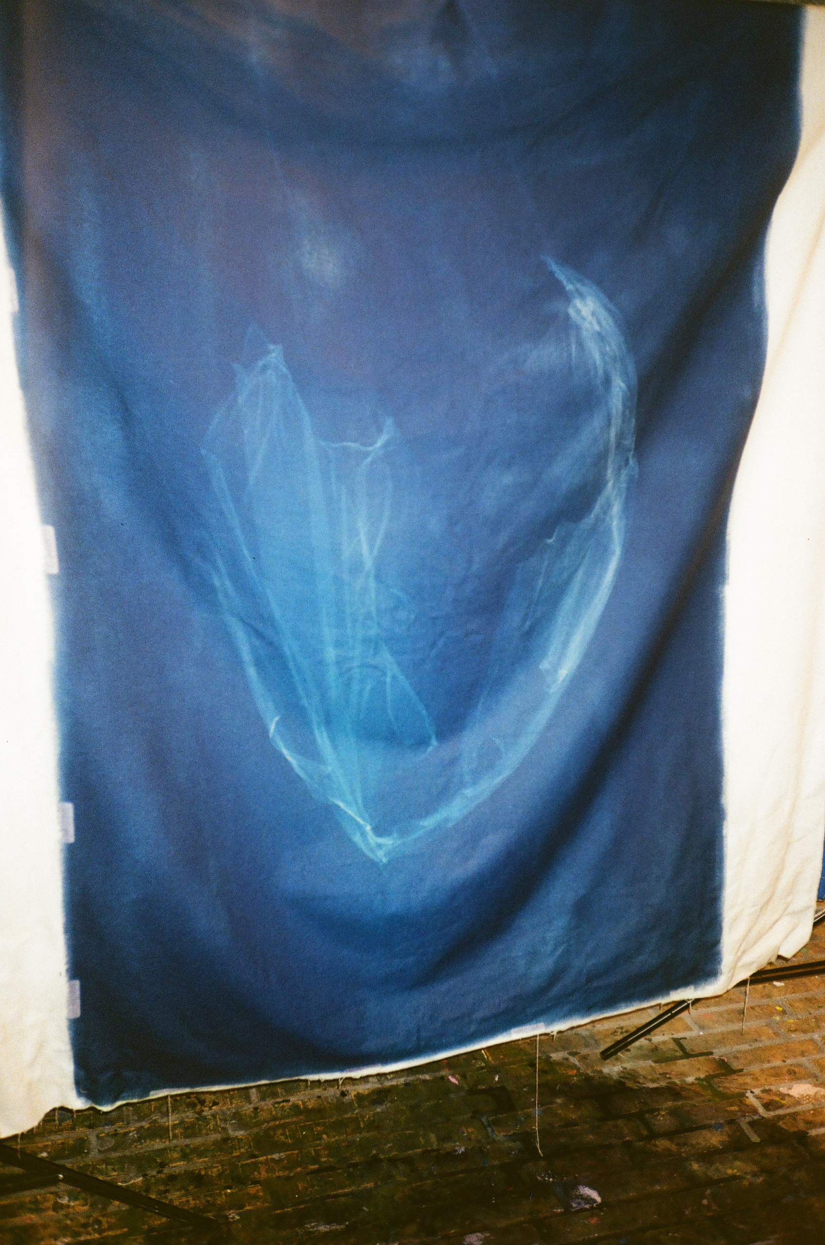 Ida Hermansen: Autotrophs